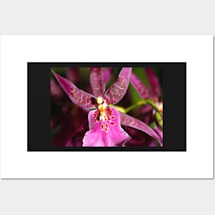 Zygopetalum in Pink Posters and Art